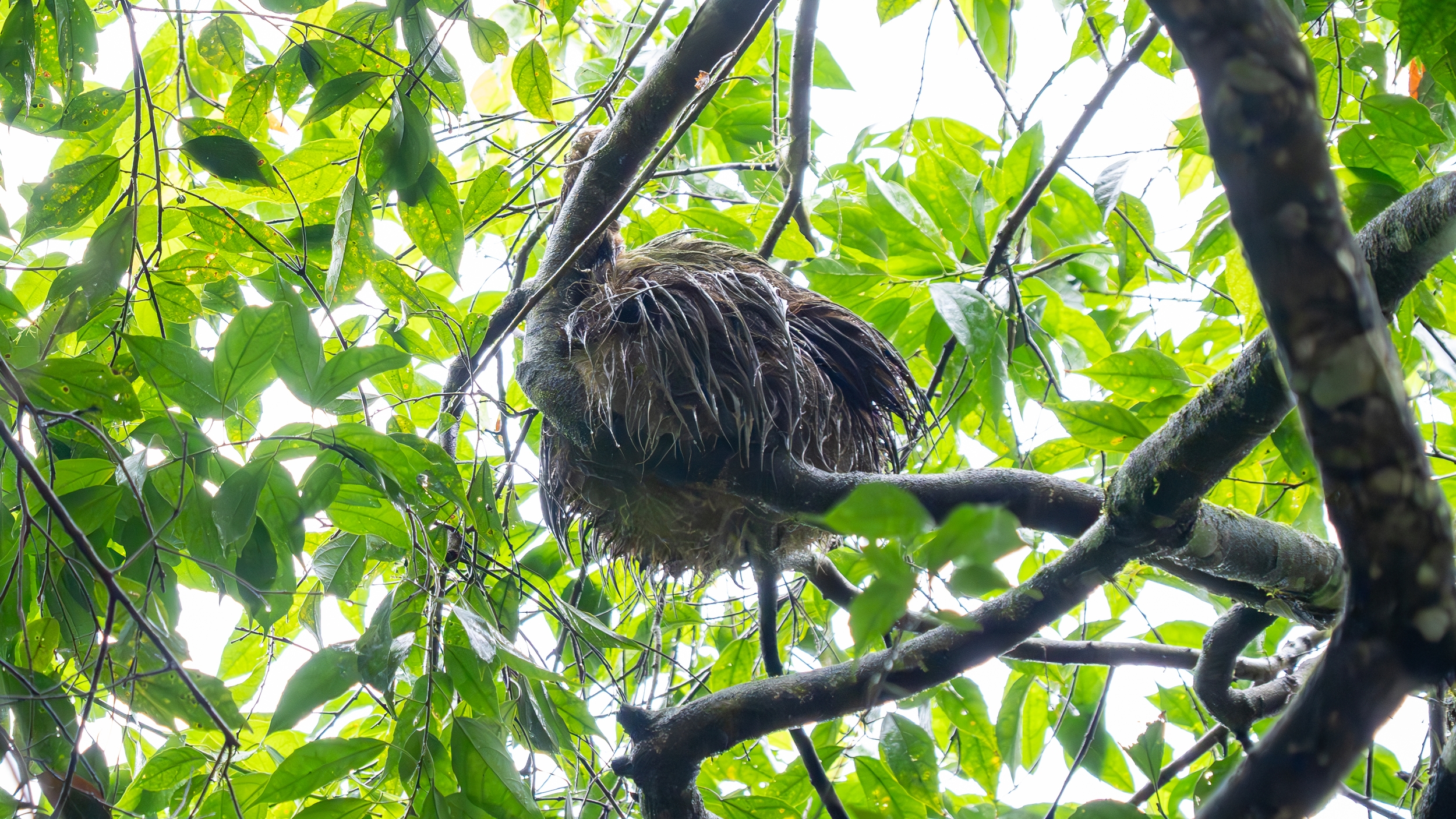 Costa Rica 2024 12 04 12 29 25 ILCE 9M3 490 Verbessert RR_02_02_2025